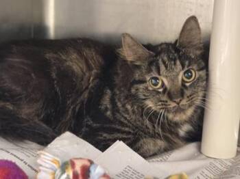 Illite -  Domestic Medium Hair and Domestic Short Hair Cat for Adoption in Westland, Michigan - Illite | PetCurious