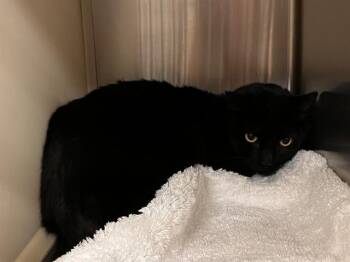 STELLA -  Domestic Short Hair Cat for Adoption in Colorado Springs, Colorado - STELLA | PetCurious