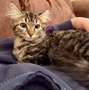 Maine Coon and Domestic Long Hair Cats Available for Adoption - Nikita - North Conroe Petsmart  | PetCurious