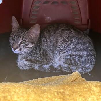 Missy -  Domestic Short Hair Cat for Adoption in Saint Charles, Missouri - Missy | PetCurious
