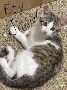 Rescue Domestic Short Hair Cats for Adoption in Fernley, Nevada - Junior | PetCurious