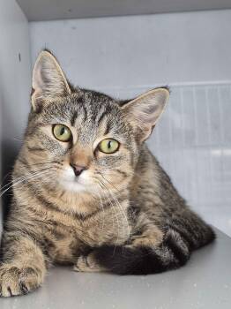Cece -  Domestic Short Hair Cat for Adoption in Richmond, Kentucky - Cece | PetCurious