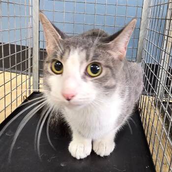 Vanilla Spicy -  Domestic Short Hair Cat for Adoption in Newark, New Jersey - Vanilla Spicy | PetCurious