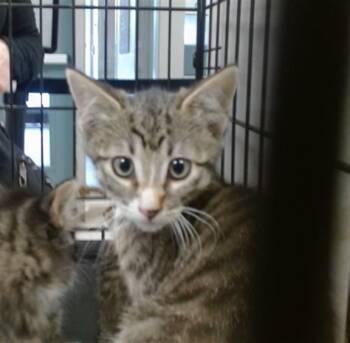 Domestic Short Hair Cats Available for Adoption in Oklahoma City, Oklahoma - A473990 | PetCurious
