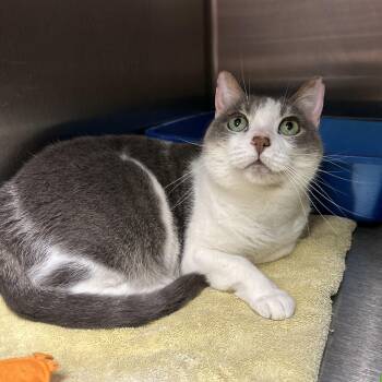 Camilla the Chicken -  Domestic Short Hair Cat for Adoption in La Grange Park, Illinois - Camilla The Chicken | PetCurious