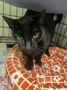 Spanky Boy -  Domestic Short Hair Cat for Adoption in Lunenburg, Massachusetts - Spanky Boy | PetCurious