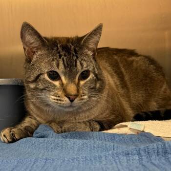 Rescue Domestic Short Hair Cats for Adoption in Port Charlotte, Florida - Franklin | PetCurious