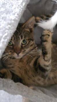 Domestic Short Hair Cats Available for Adoption in Liverpool, Texas - Pickleball | PetCurious