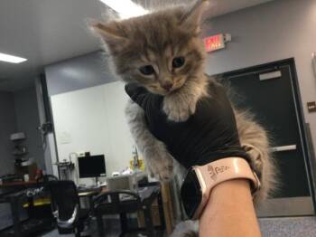 Domestic Short Hair Cats Available for Adoption in Thousand Palms, California - A1914988 | PetCurious