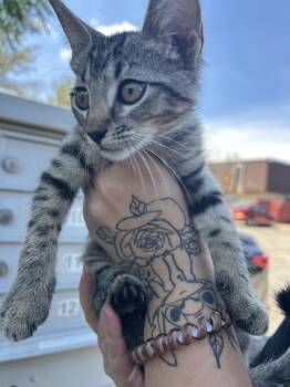 Whiskey -  Domestic Short Hair Cat for Adoption in Austin, Texas - Whiskey | PetCurious