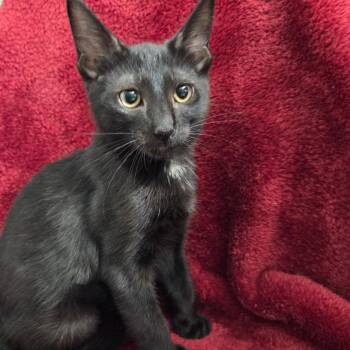 Chuckie -  Domestic Short Hair Cat for Adoption in Brea, California - Chuckie | PetCurious