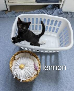 Lennon -  Domestic Short Hair Cat for Adoption in Jim Thorpe, Pennsylvania - Lennon | PetCurious