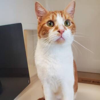 Templeton -  Domestic Short Hair Cat for Adoption - Templeton | PetCurious