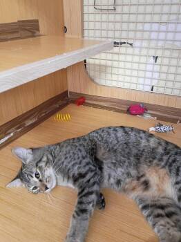 Birch. -  Domestic Short Hair and Tabby Cat for Adoption in Plano, Texas - Birch. | PetCurious