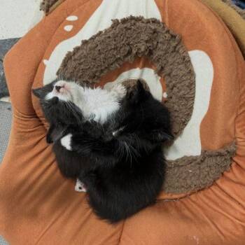 Tuxedo Cats Available for Adoption in Paulina, Louisiana - Goofy | PetCurious