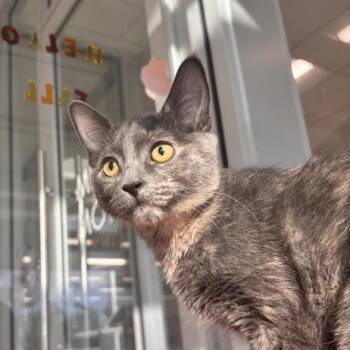 Tarot -  Domestic Short Hair Cat for Adoption in Phoenix, Arizona - Tarot | PetCurious