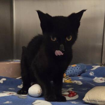 Shrimp -  Domestic Short Hair Cat for Adoption in Oak Brook, Illinois - Shrimp | PetCurious