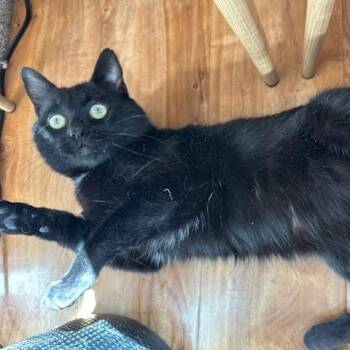 Rescue Domestic Short Hair Cats for Adoption in Los Angeles, California - Sammy | PetCurious