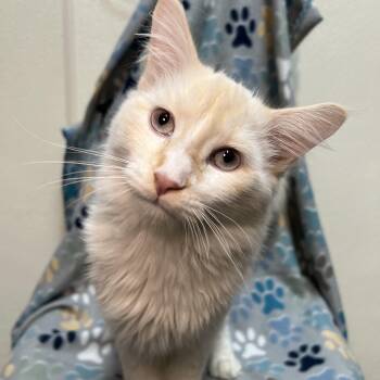 Rescue Siamese Cats for Adoption in Fairmont, Minnesota - Vision | PetCurious