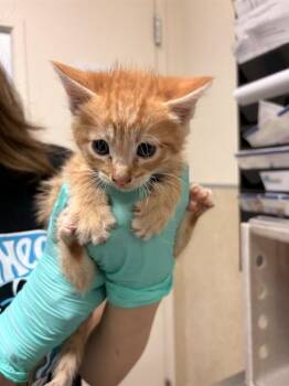 Domestic Short Hair Cats Available for Adoption in Riverside, California - BRYAN | PetCurious