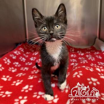 GALE -  Domestic Short Hair Cat for Adoption in Irvine, California - GALE | PetCurious