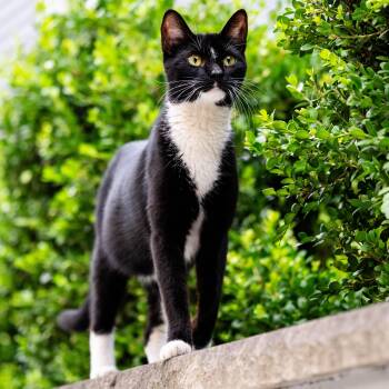Saffron -  Domestic Short Hair Cat for Adoption in Jersey City, New Jersey - Saffron | PetCurious