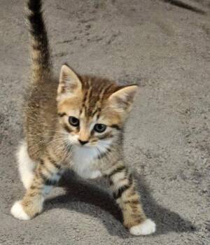 Cordelia -  Domestic Short Hair Cat Available for Adoption in The Woodlands, Texas - Cordelia | PetCurious