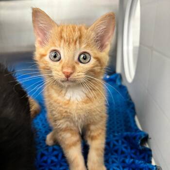Hallow -  Domestic Short Hair Cat for Adoption in Clavet, Saskatchewan - Hallow | PetCurious