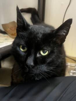 Borris -  Domestic Short Hair Cat for Adoption in Santa Rosa, California - Borris | PetCurious