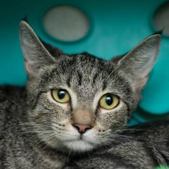 Jayna -  Domestic Short Hair Cat for Adoption in Middletown, Rhode Island - Jayna | PetCurious