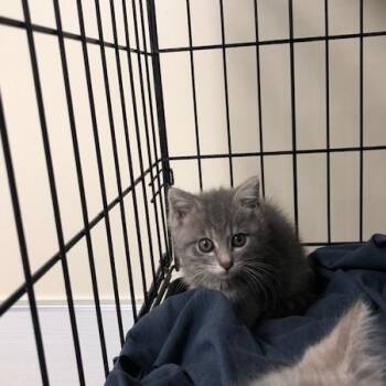 Garlic -  Domestic Short Hair Cat for Adoption - Garlic | PetCurious