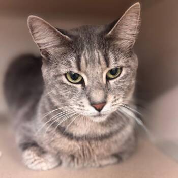 Mountain Momma -  Domestic Short Hair Cat for Adoption in Wheeling, Illinois - Mountain Momma | PetCurious