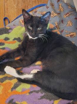 Domestic Short Hair Cats Available for Adoption in Ocean Pines, Maryland - Sheeba  (25-126) | PetCurious
