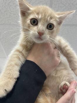 Garth -  Domestic Short Hair Cat for Adoption in Bemidji, Minnesota - Garth | PetCurious