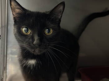Rescue Domestic Short Hair Cats for Adoption in Herndon, Virginia - Midnight | PetCurious