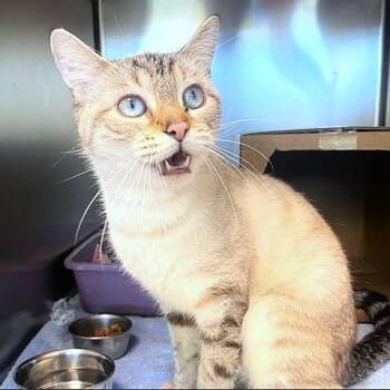 Rescue Siamese Cats for Adoption in Millcreek, Utah - Buffy | PetCurious