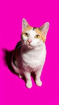 HEHE -  Domestic Short Hair Cat for Adoption in Jacksonville, Florida - HEHE | PetCurious