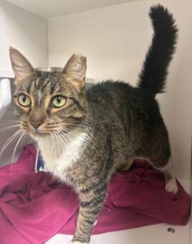 Domestic Short Hair Cats Available for Adoption in West Chester, Pennsylvania - Tigger | PetCurious