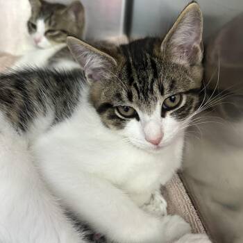 Mojito Coquito & Modelo -  Domestic Short Hair Cat for Adoption in Clifton, New Jersey - Mojito Coquito & Modelo | PetCurious