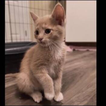 Domestic Short Hair Cats Available for Adoption in Prescott, Arizona - Donovan | PetCurious