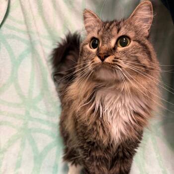 Botitas -  Domestic Medium Hair Cat for Adoption in Hawthorne, California - Botitas | PetCurious