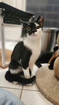 Meadow -  American Shorthair Cat for Adoption in Florham Park, New Jersey - Meadow | PetCurious