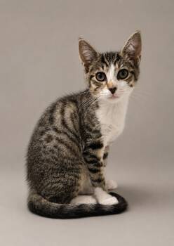 Sushi -  Domestic Short Hair Cat for Adoption in Greenbelt, Maryland - Sushi | PetCurious