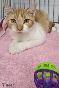 Rescue Domestic Short Hair Cats for Adoption in Key Largo, Florida - Ginger | PetCurious