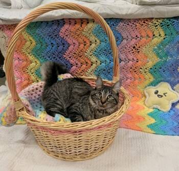 Honeydew -  Domestic Medium Hair Cat for Adoption in Pueblo, Colorado - Honeydew | PetCurious