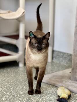 Siamese Cats Available for Adoption in Newport, Oregon - Sean | PetCurious