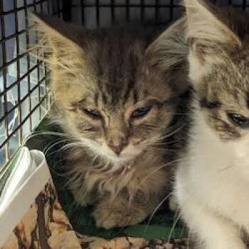 Dreamfyre -  Domestic Long Hair Cat for Adoption in Philadelphia, Pennsylvania - Dreamfyre | PetCurious