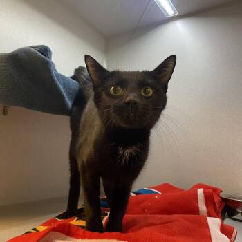 Licorice -  Domestic Short Hair Cat for Adoption in Pittsburgh, Pennsylvania - Licorice | PetCurious