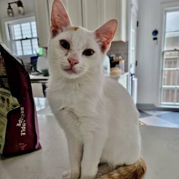 Oscar -  Domestic Short Hair Cat for Adoption in Liverpool, Texas - Oscar | PetCurious