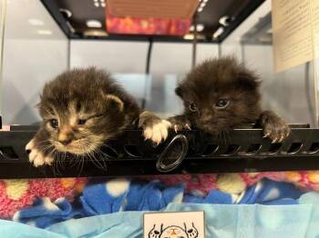 Domestic Short Hair Cats Available for Adoption in Tustin, California - TEDDY | PetCurious